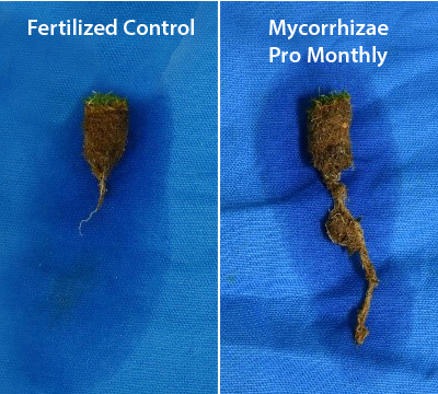 Reviving Roots: Turfgrass Health After a Stressful Summer